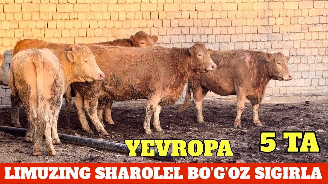 LIMUZING SHAROLEL BO’G’OZLARI KELDI YEVROPA DODALARIM MANA TAROZIGA