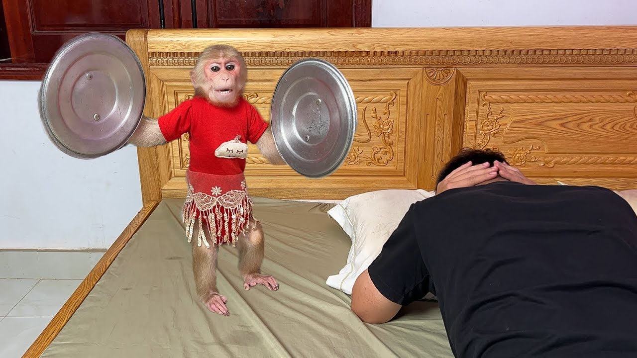 Monkey Luk naughty does all kinds of things doesn't let dad sleep