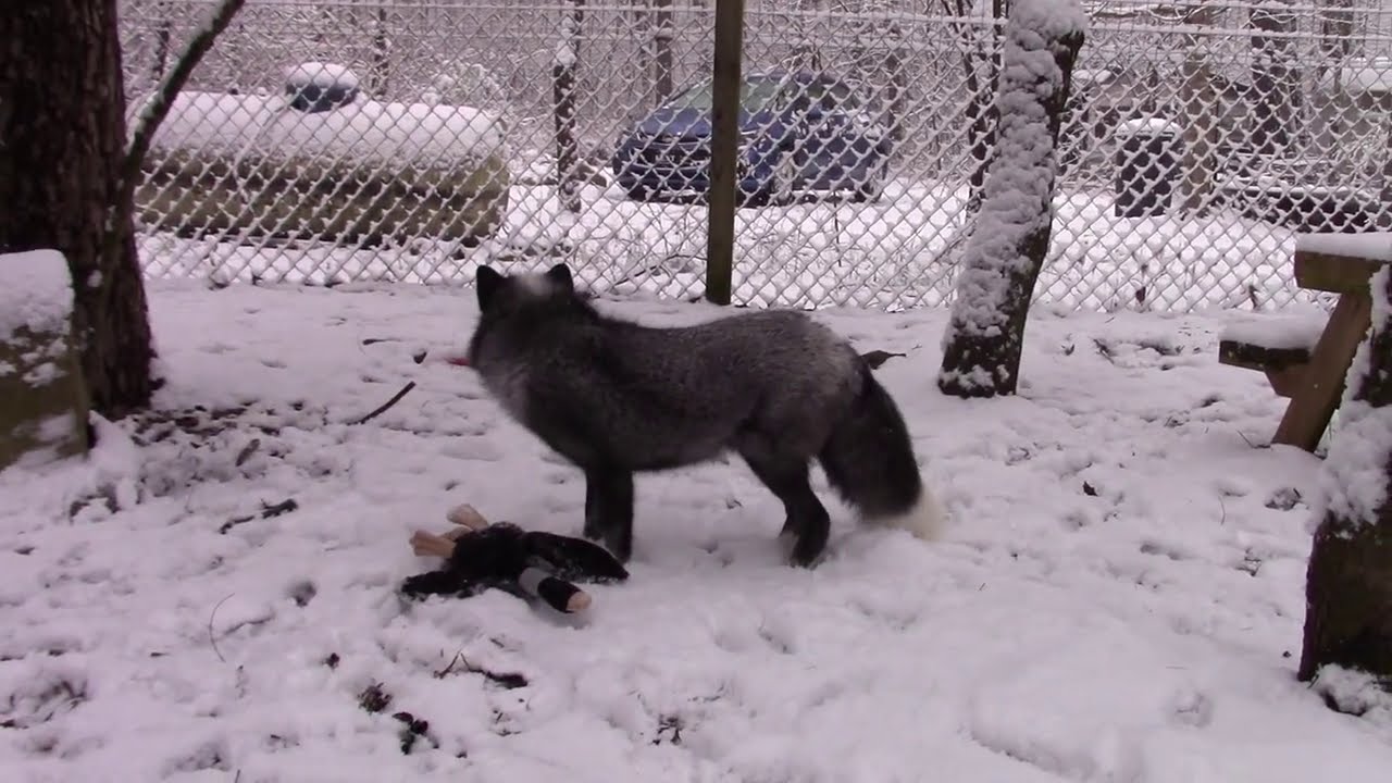 Snow Goes in Face