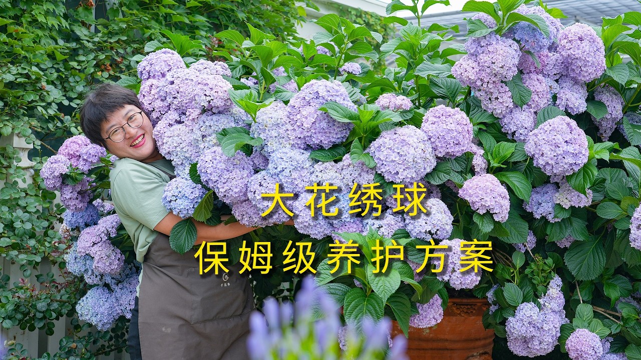 繡球養護保姆級方案，從5朵到開花100+