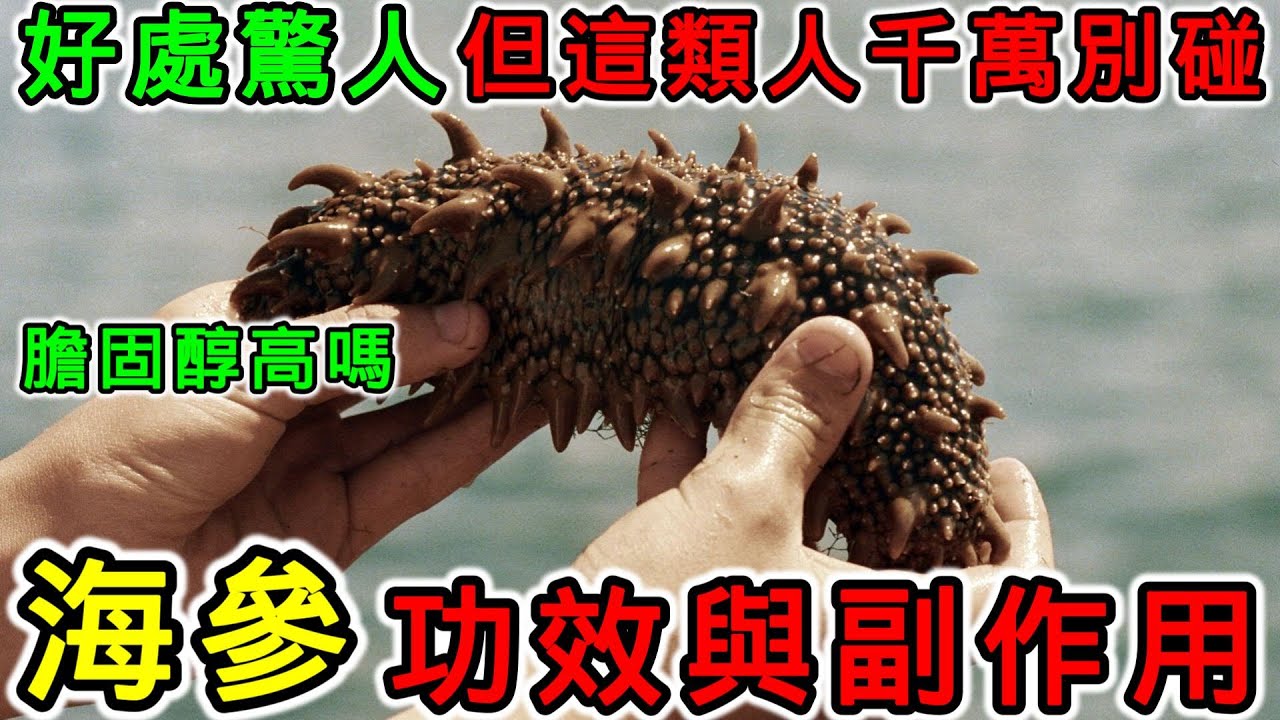 海參的功效和副作用，什麼樣的人不適合吃海參？海參不能和什麼一起煮？海參的膽固醇高嗎？海參是高蛋白嗎？海參可以每天吃嗎？
