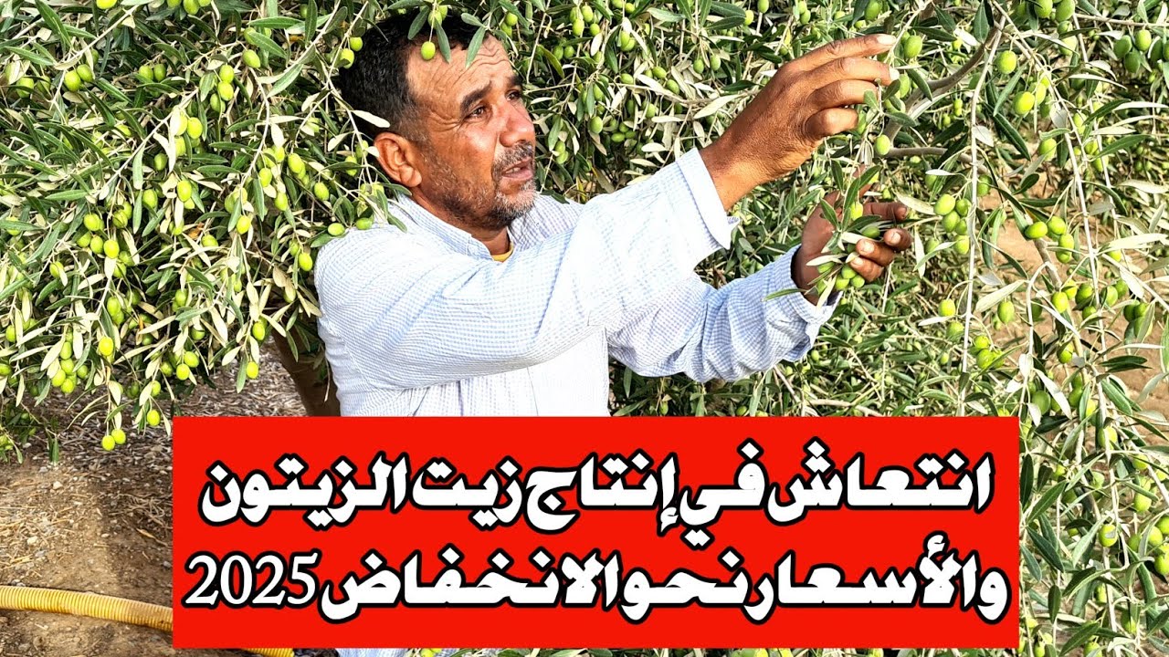 انتعاش موسم إنتاج زيت الزيتون والأسعار نحو الانخفاض 2025