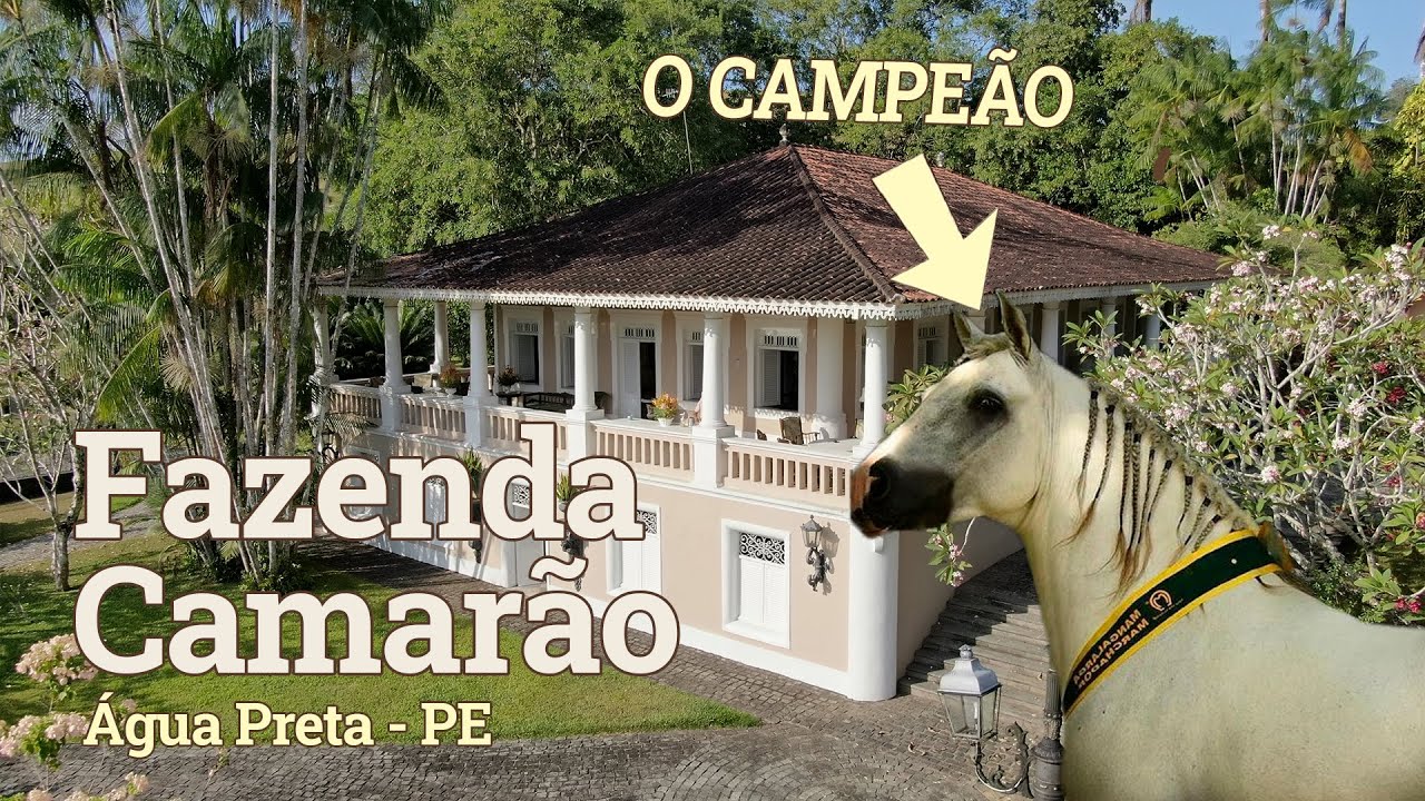O TESOURO ESTÁ NO CASARÃO E NA CAVALARIÇA DA FAZENDA
