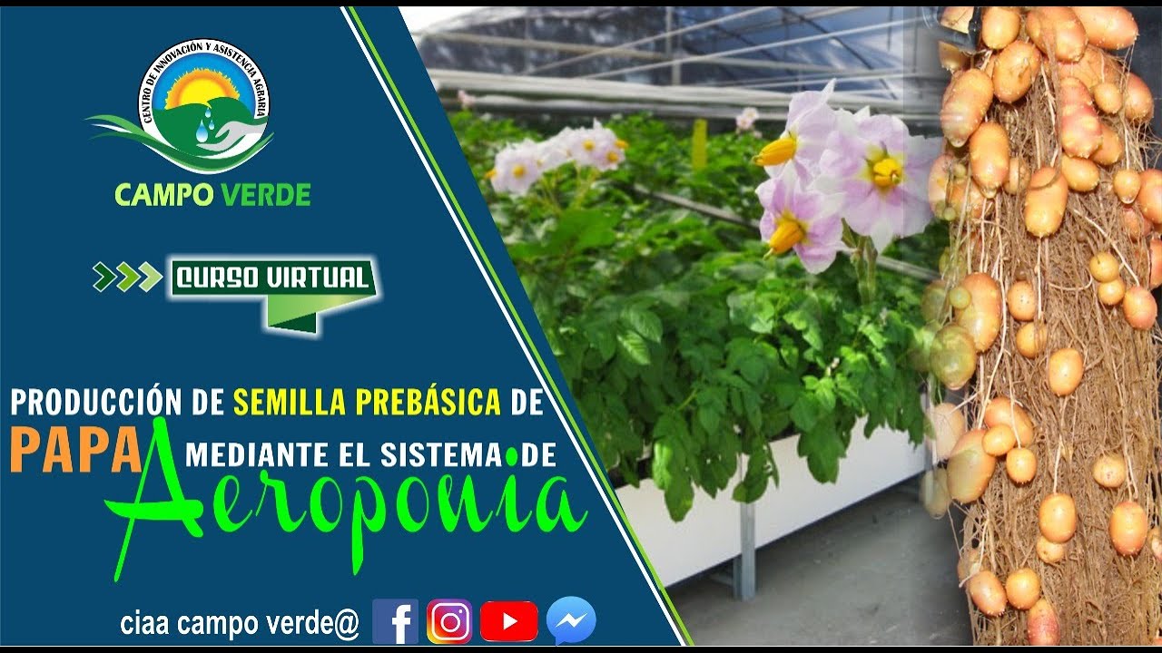 ✅ Producción de semilla prebásica de papa mediante  el sistema de Aeroponia