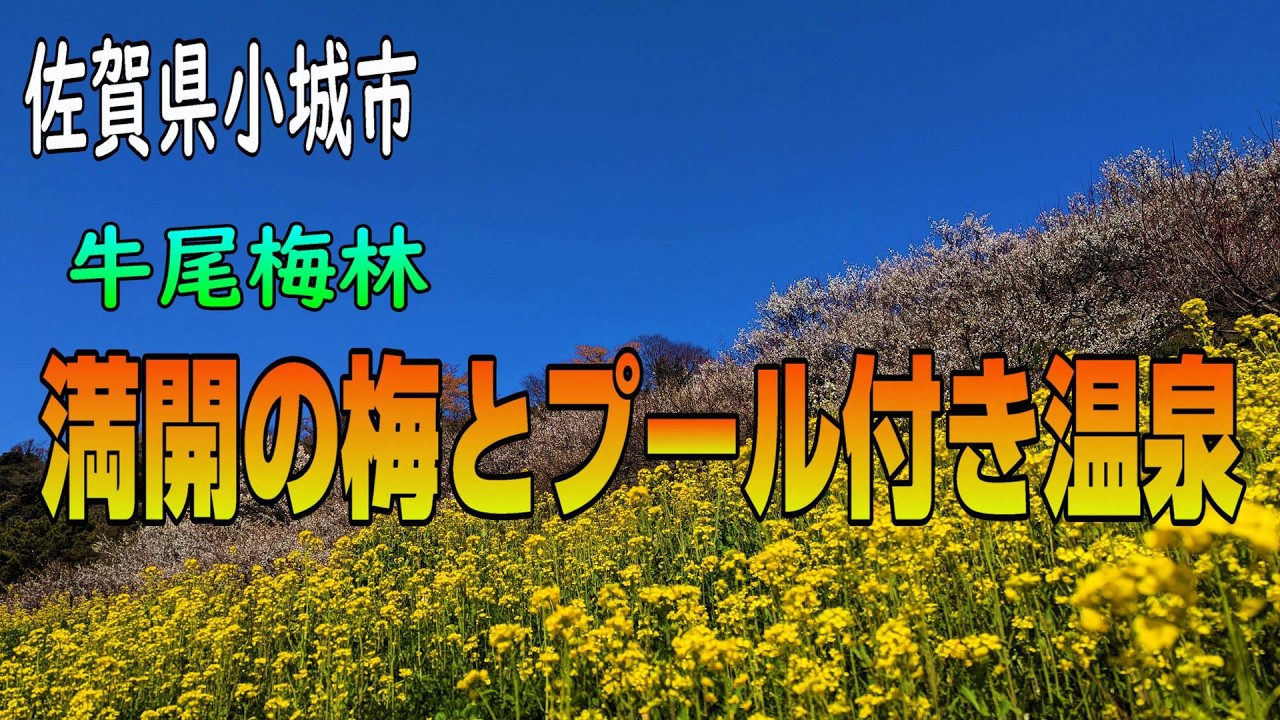 佐賀県小城市 牛尾梅林 満開の梅とプール付き温泉