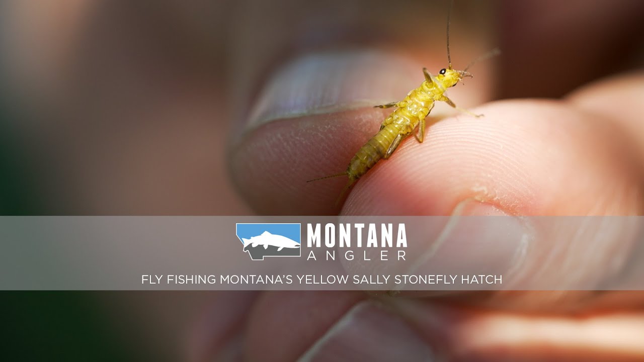 Fly Fishing Montana's Yellow Sally Stonefly Hatch | Montana Angler