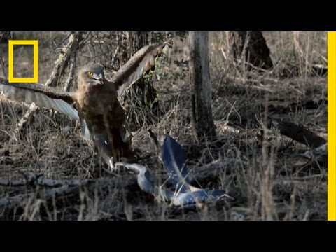 Hungry Eagle vs. Venomous Cobra | National Geographic