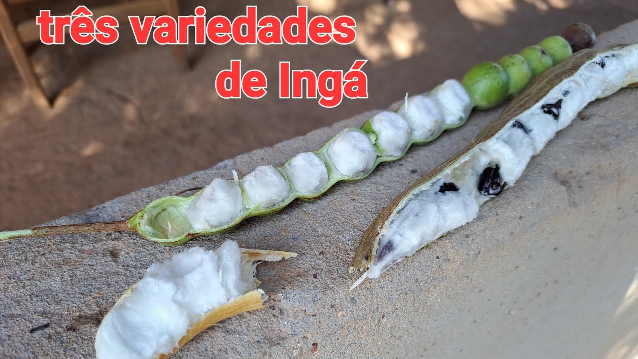 Ingá fruta nativa  três variedades da região+ lagarto  dentro d casa + belíssima lua serra ao fundo