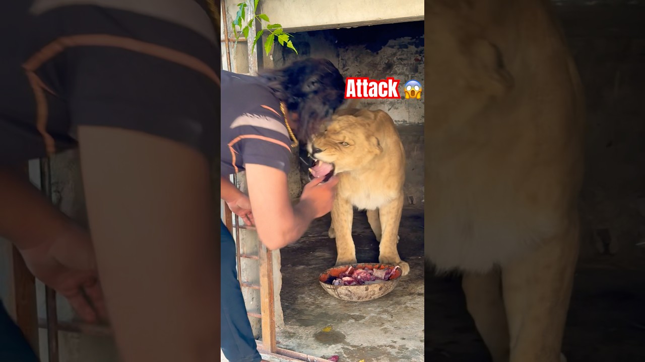 Lions attack 😡 #wildlife #animals #bigcat #shortvideo #zoo #wildliferescue 😡 #sohailbiganimals 😱