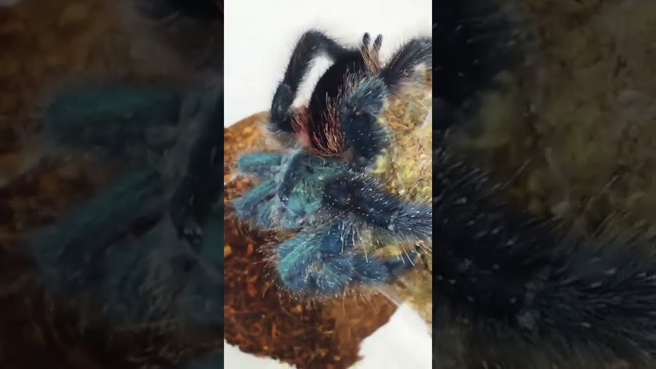 Avicularia metallica, r&oacute;żowe paputki 😁
