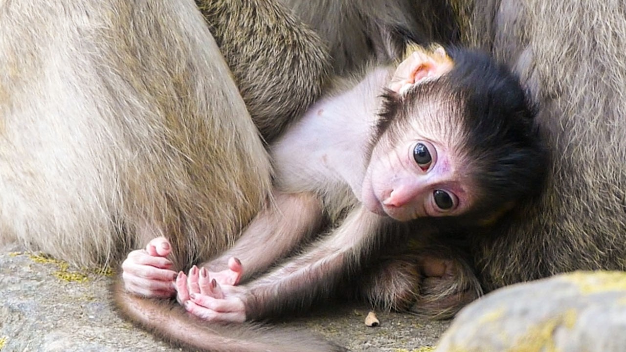 Silent wild moments | Brendy newborn baby seems to be very clam but less energy