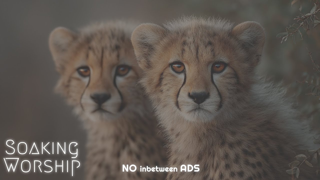 Wildlife with Worship Music 🌿 Nature Ambience & Wild Animals, No Ads, Calm & Stress Relief