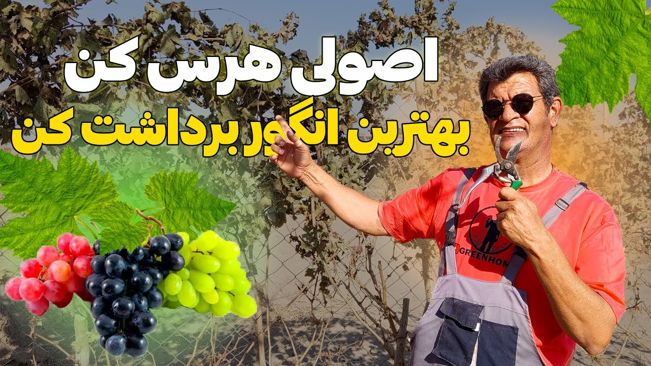 یک اشتباه ساده در هرس = کاهش شدید محصول انگور