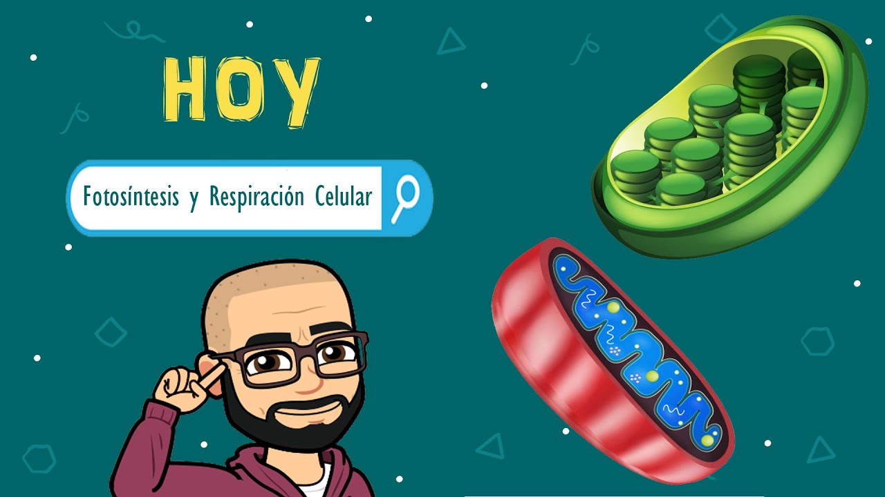 Clase: fotosíntesis y respiración celular