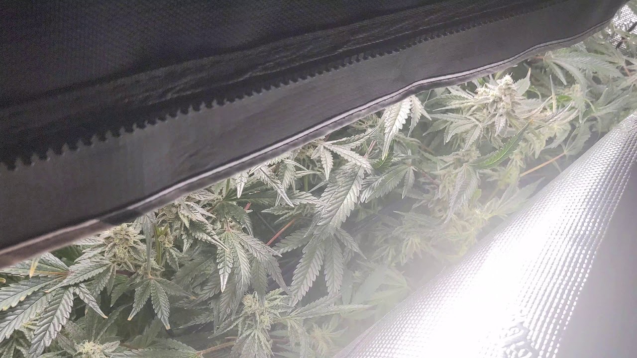 NYGC - Capulator MACv2 & More - Ep9