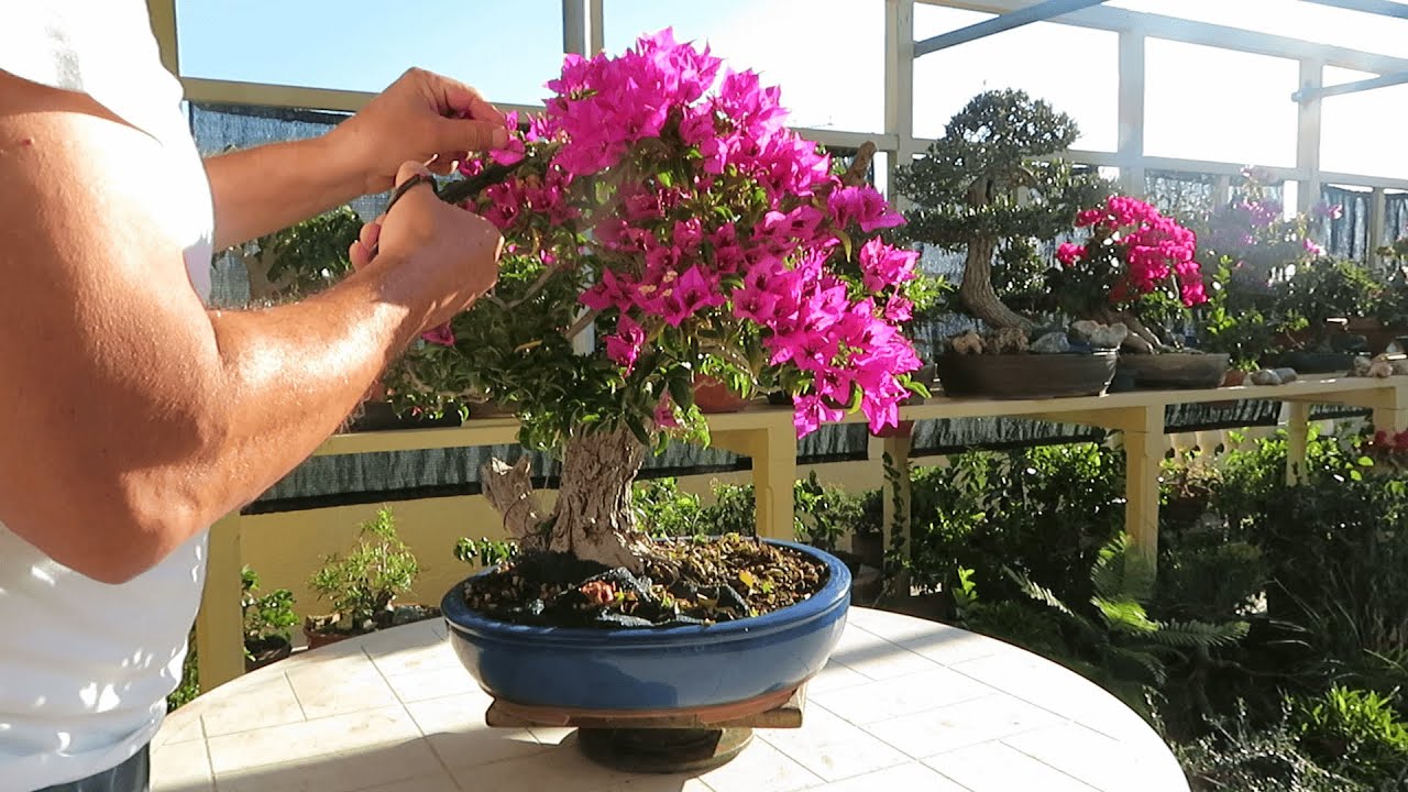 De-Flowering my Bougainvillea Bonsai - June 2020