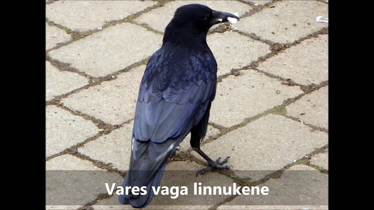Vares vaga linnukene