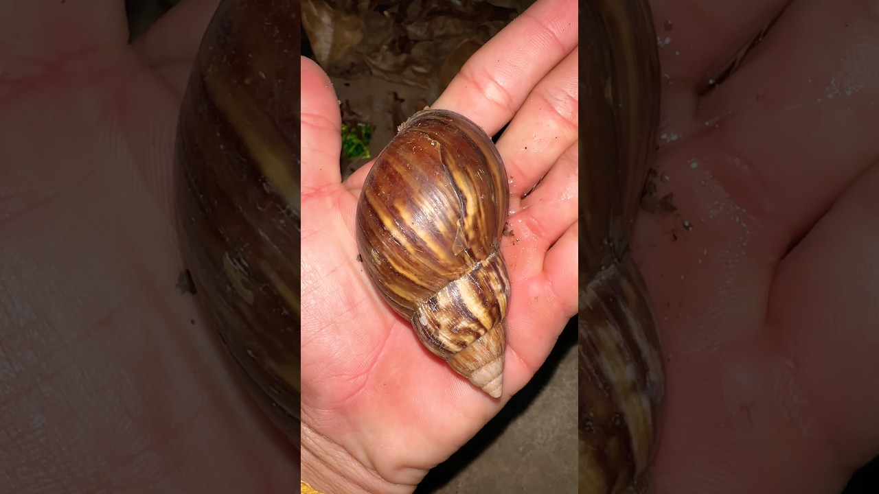 Small snail to biggest snail 🐌 #snail #shorts #wildlife