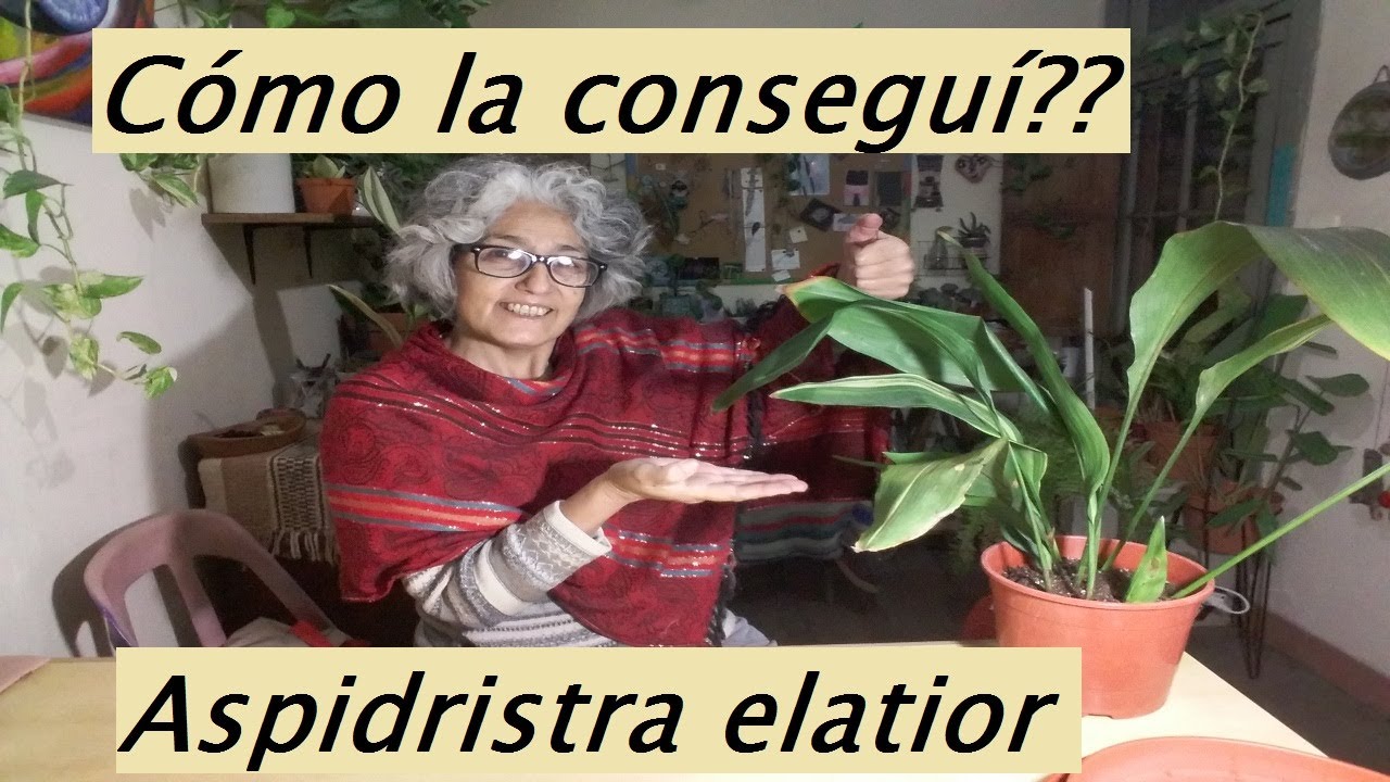 Aspidistra elatior . La consegu&iacute;!!  Planta ornamental. #plantadeinterior #aspidistra #hojasverdes