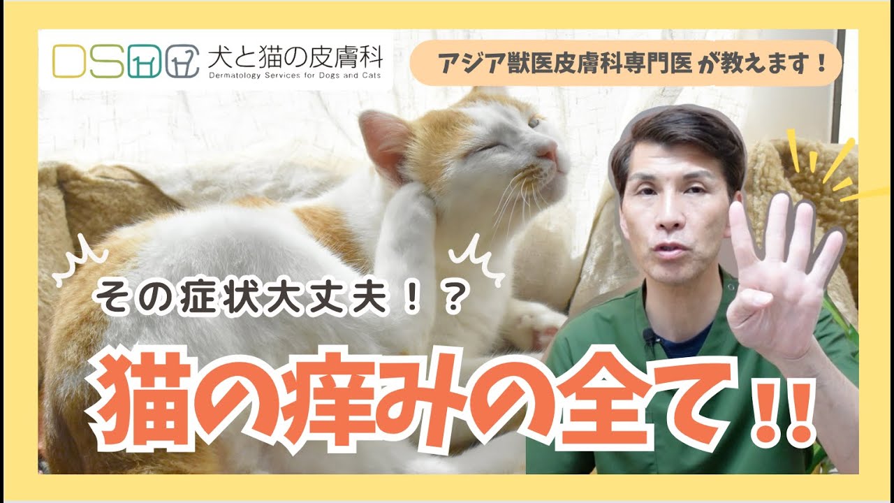 【犬と猫の皮膚科】こんな症状ありませんか？猫さんが痒がっている時の原因と対策（治療）とは？　皮膚科専門医が解説します！【獣医】