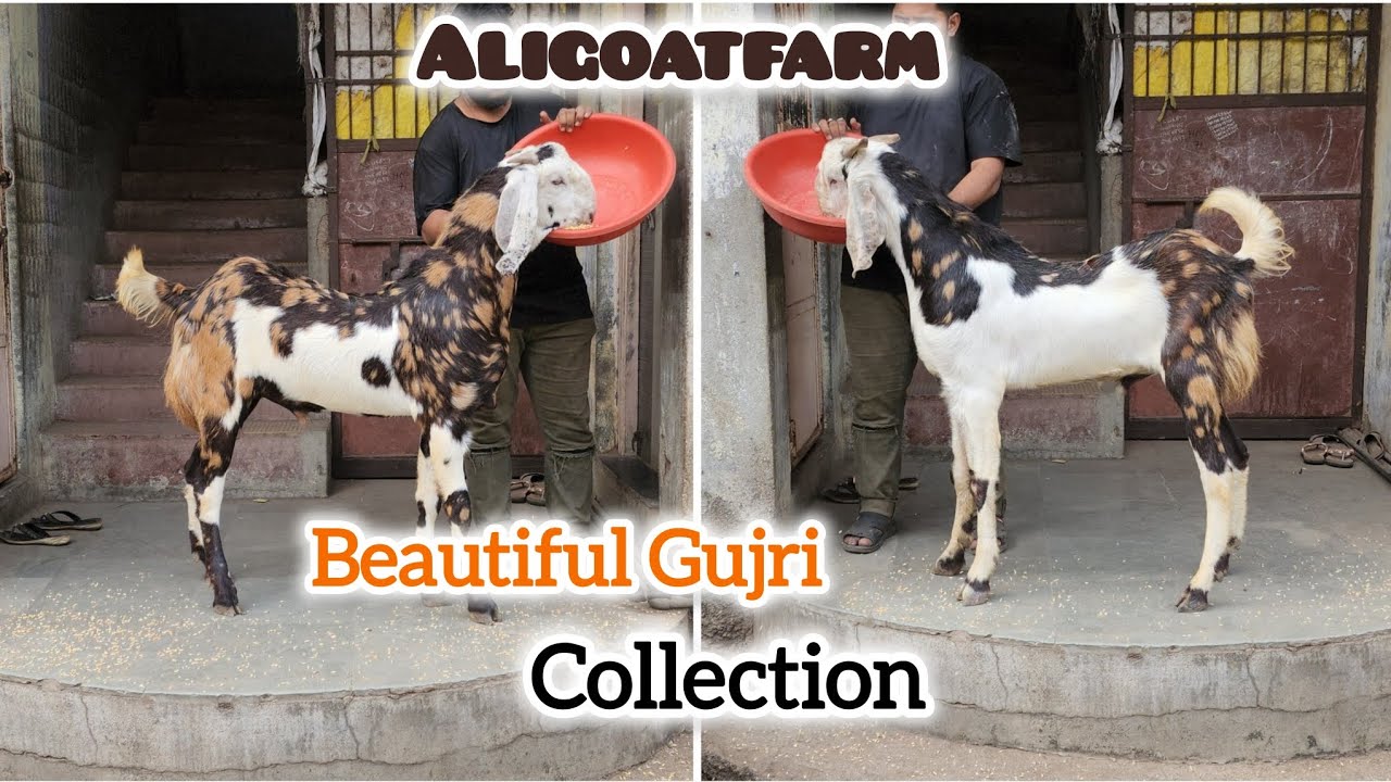Beautiful Gujri Collection Available for sale at Aligoatfarm #aligoatfarm #youtube #viralvideo 