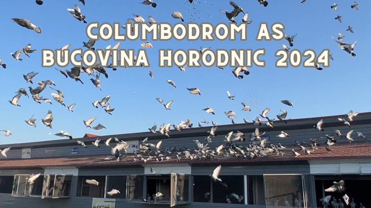 Columbodrom Horodnic I Transparenta maxima! 12.07.2024