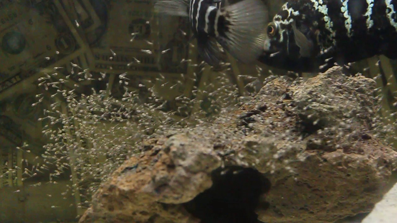 CUBAN CICHLID PAIR SPAWNING (GREAT FOOTAGE MUST WATCH)
