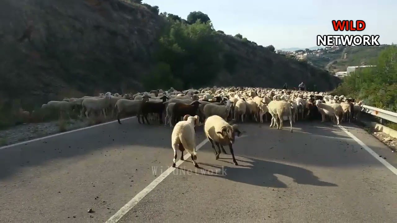 Animals fighting to the Death 😮