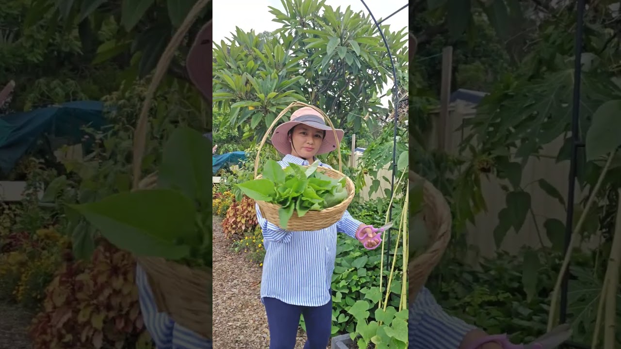 Edible Nitrogen-Fixing Plants
