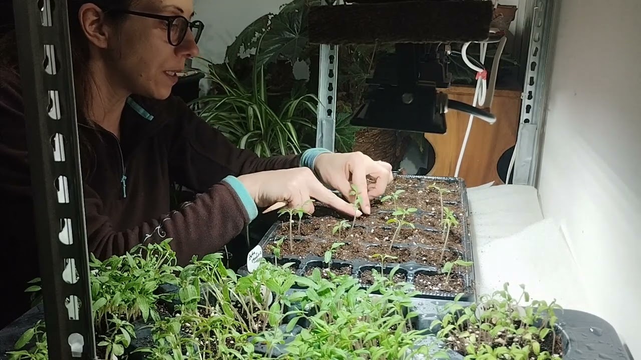 Pikiranje rasada paradajza | Važni savete za uspešan rasad