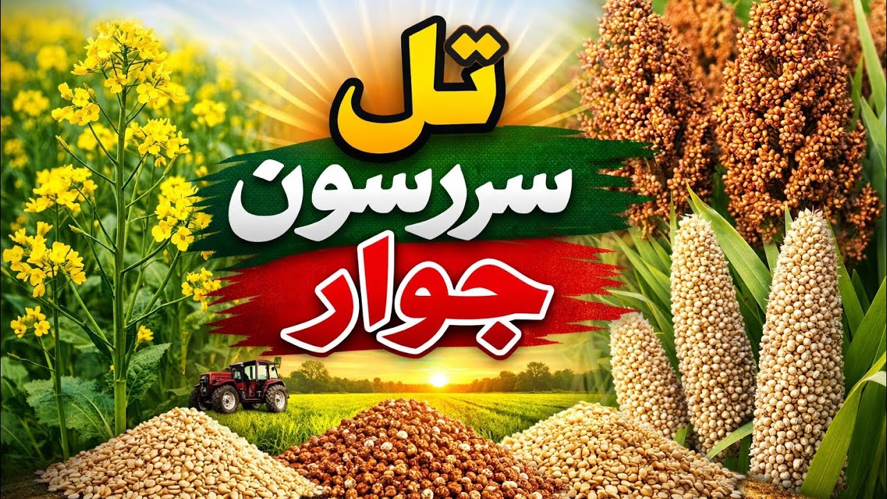 SESAME JOWAR SARSON price today okara mandi Punjab Pakistan 16.02.2026