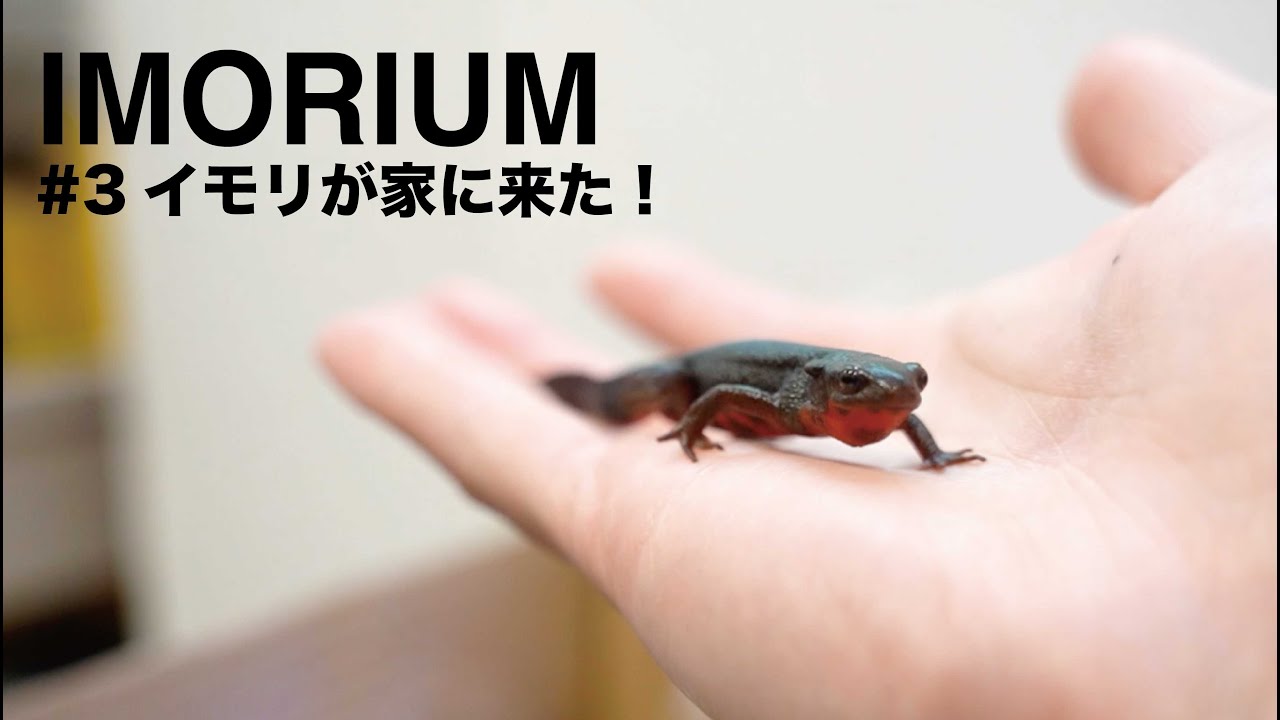 全てが可愛い、アカハライモリが家にやってきました/#イモリウム＃イモリ#ペット
