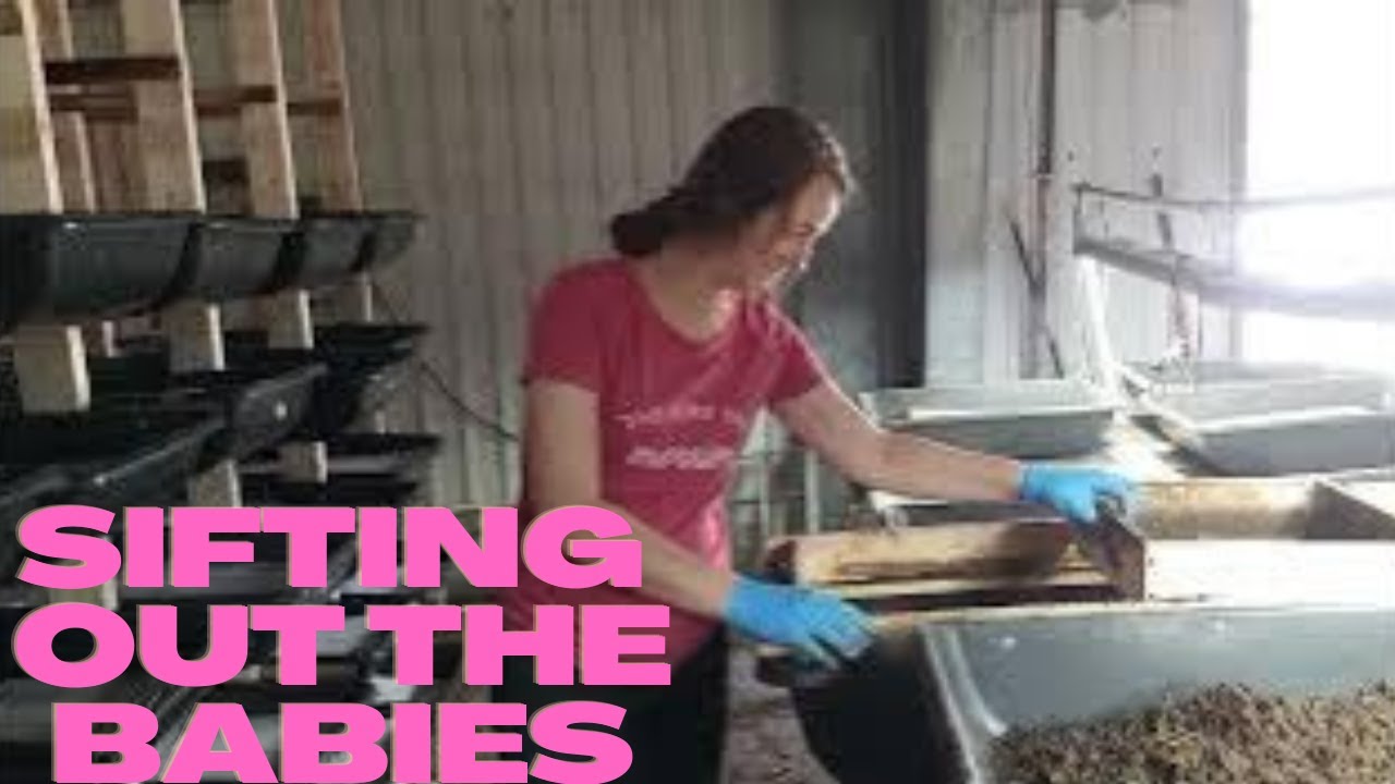 How to Harvest Red Wiggler Worms &ndash; Easy Step-by-Step Guide