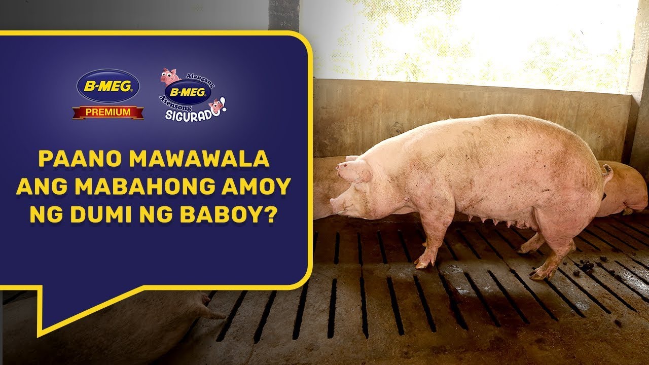 Solusyon sa Mabahong Amoy ng Dumi ng Alagang Baboy