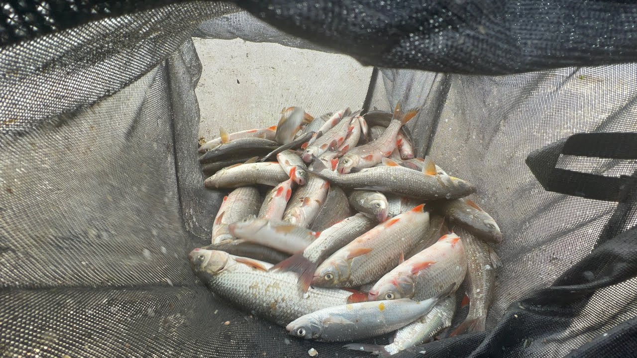 Mult pește pe DUNĂRE intr-o altă locație. Pescuit la feeder intr-un decor de poveste 28/29 August