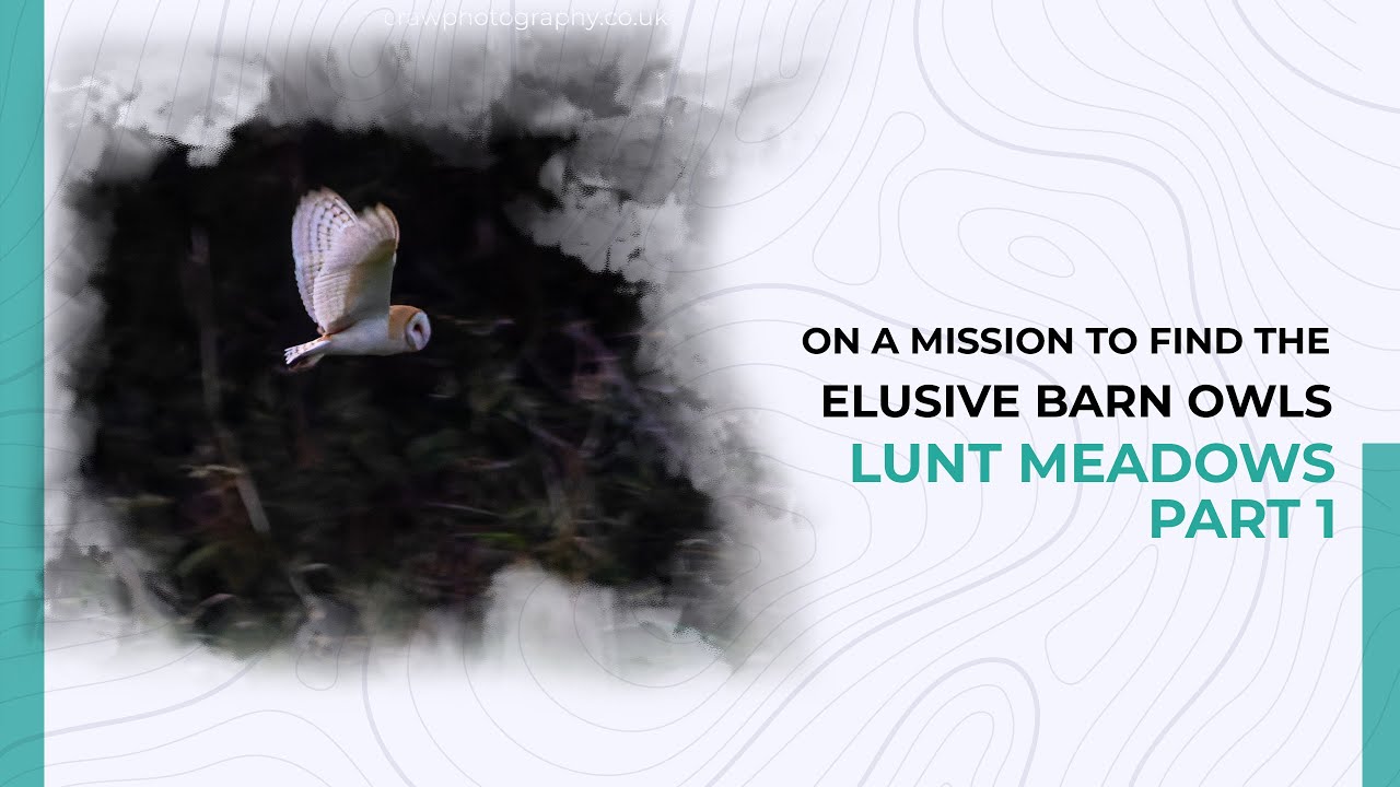 On a Mission to Find the ELUSIVE Barn Owls | Lunt Meadows - Part 1