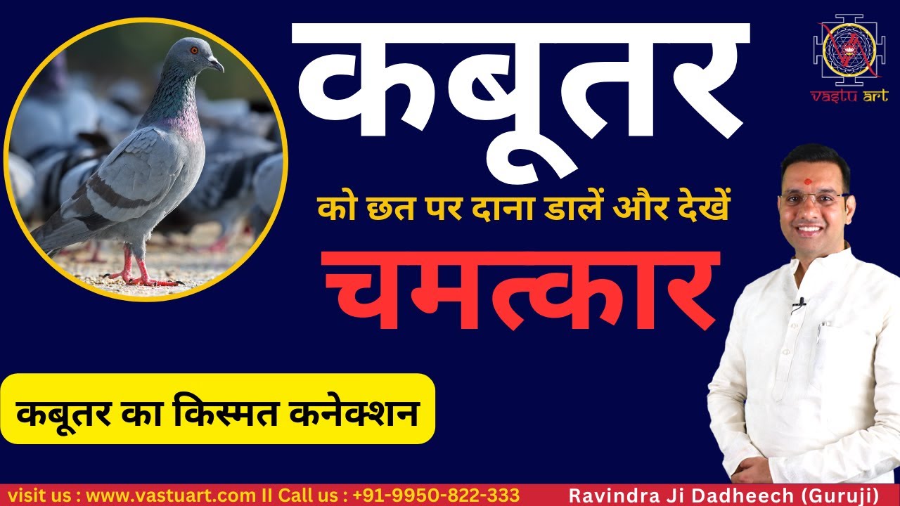 कबूतरों को छत पर दाना डालें और देखे चमत्कार I kabutar  ko dana I कबूतर का किस्मत कनेक्शन I @VastuArt Ravindra Dadheech
