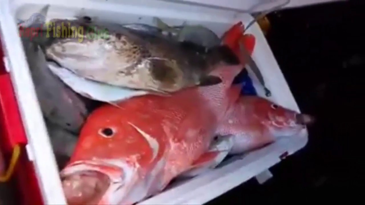 Strike Ikan Merah Besar Dan Kaci Kaci ~ Tekong Pancing Handal Tanjungpinang Kepri