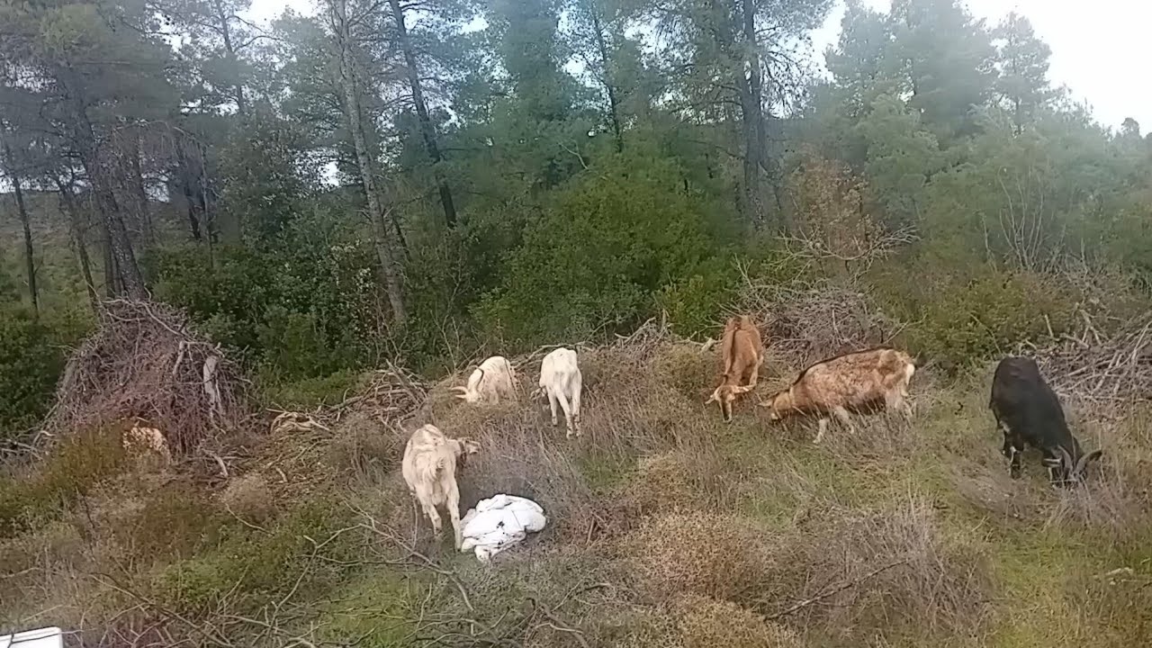Ευτυχία και χαρά στο νέο έτος 