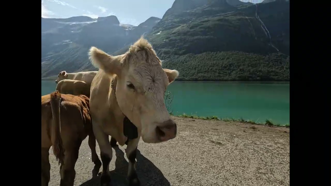 Норвегия день 10 ледник Kjenndalsbreen