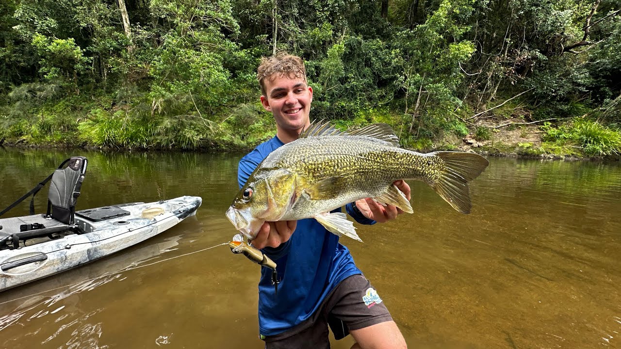 SOO MANY HUGE BASS IN BEAUTIFUL RAINFOREST!! ALL ON SURFACE!! (53CM Bass And Plenty More Giants)