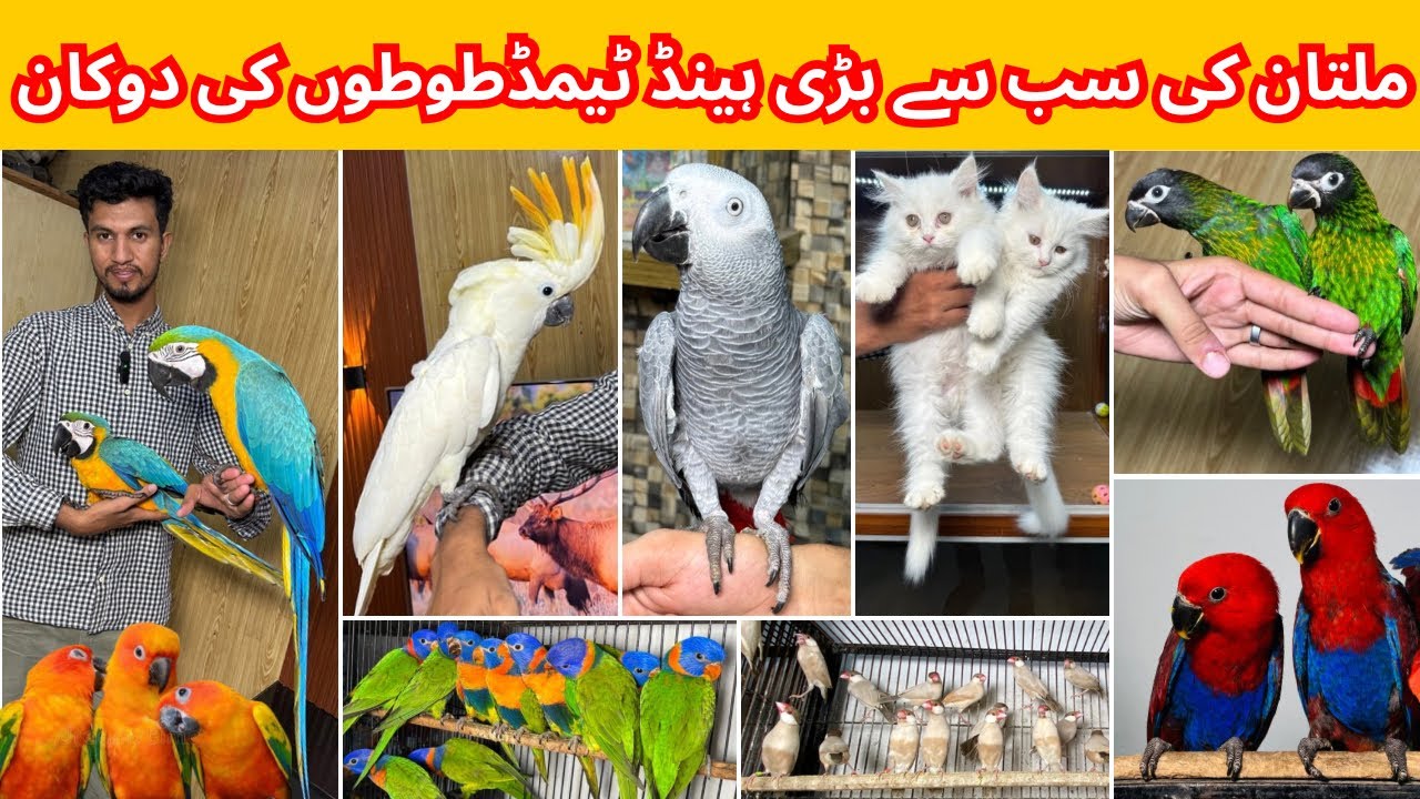 Multan Birds Market Rashadabad Madni Birds Shop Latest Update 01 August 2025 |Birds market Pakistan|