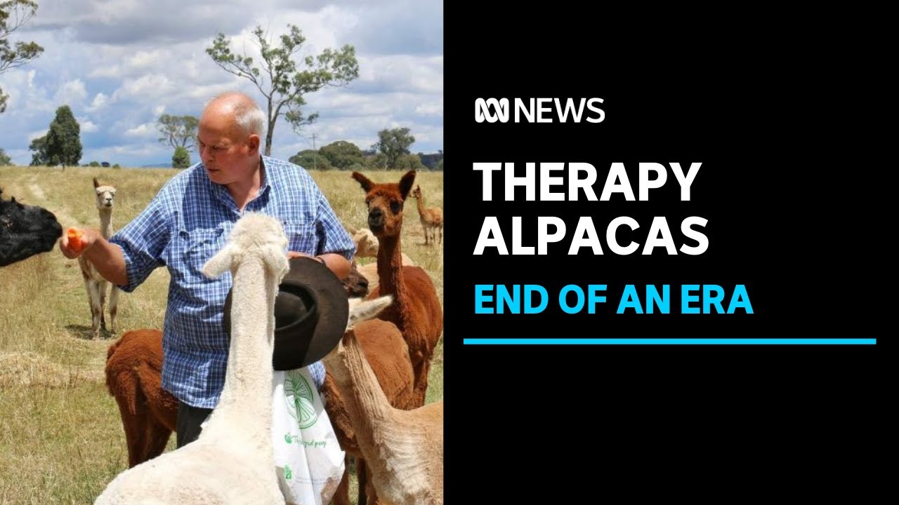 Canberra's Alpaca Therapy hangs up the reins after 17 years | ABC News