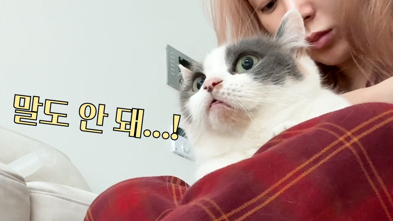 신부전 고양이는 평생 간식도 먹지 못하며 살아야 할까?