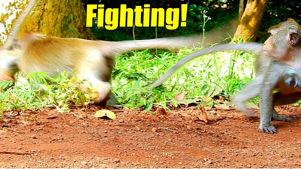Million Pity! Alberto And Elpida Got Attacked By Karita Monkey While They Were Grooming Each Others.