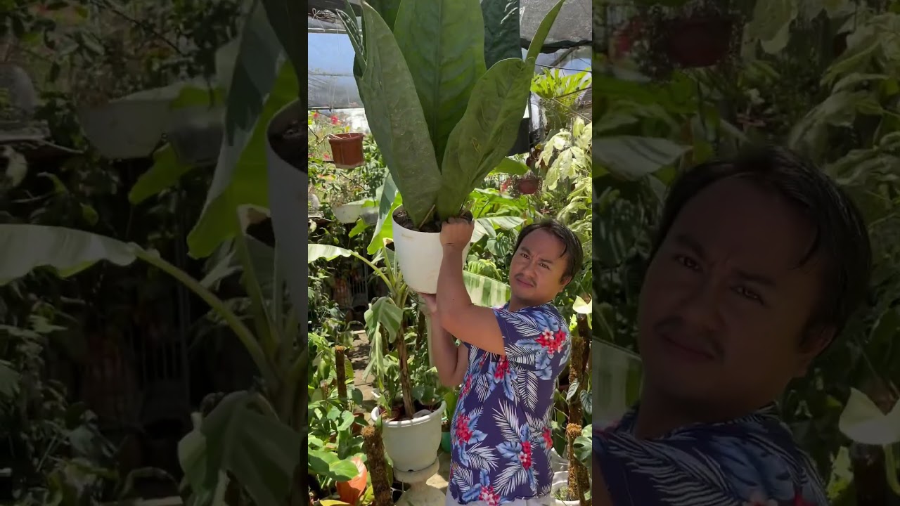 Sir peej and his Anthurium Superbum!!!