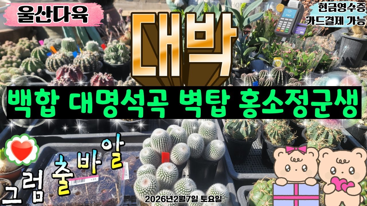 [2월7일 토]“선인장이 곧 꽃핀다고?!!” 실시간 공개🌵✨구경만 하다 나가도 OK! (근데… 못 나갈 수도😳)#울산다육 #유튜브라이브 #라이브쇼핑 #선인장 #다육이 #식물 #