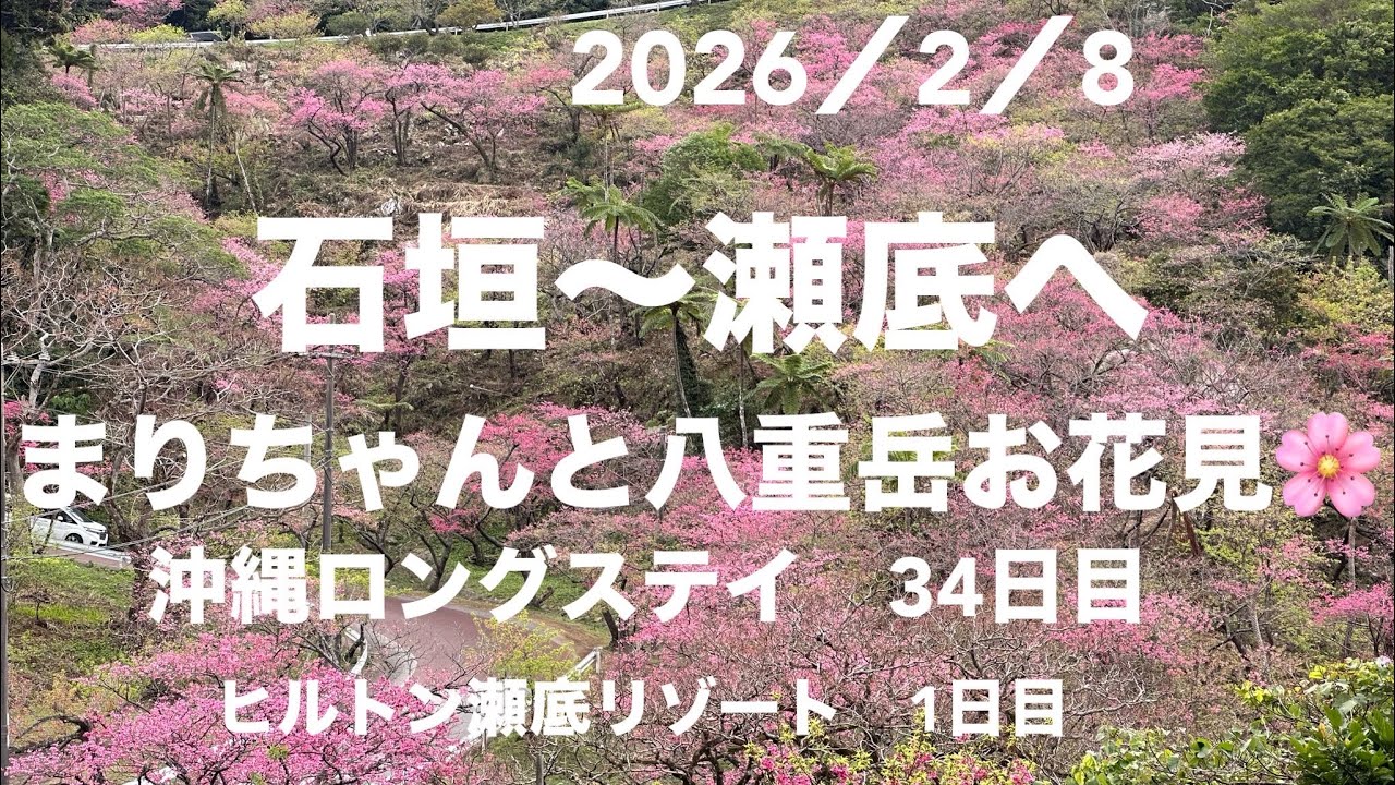 ANAインターコンチネンタル石垣さん21泊ありがとう！感謝❣️今日はヒルトン瀬底リゾートに移動です。まりちゃんにホロ〜してもらいフライト✈️本部では八重岳のお花見🌸も楽しんでからチェックインしました。