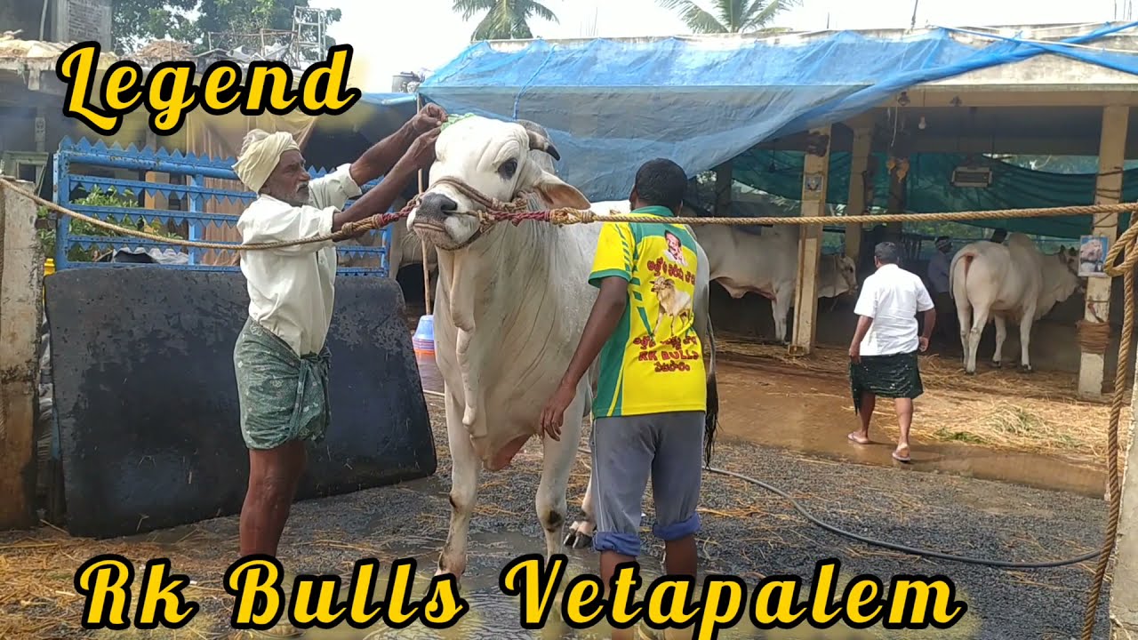 Rk Bulls Vetapalem All The Best 👍💯 For Upcoming Ongole Bull Race 🔥🔥🔥