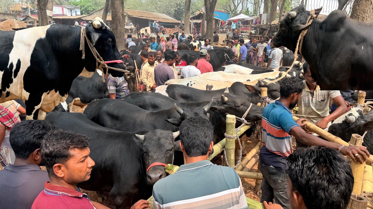 রোজার ঈদে সবাই মাংস খাবে! ভরপুর গরু আমদানি চৌগাছা হাটে । গরু পালন